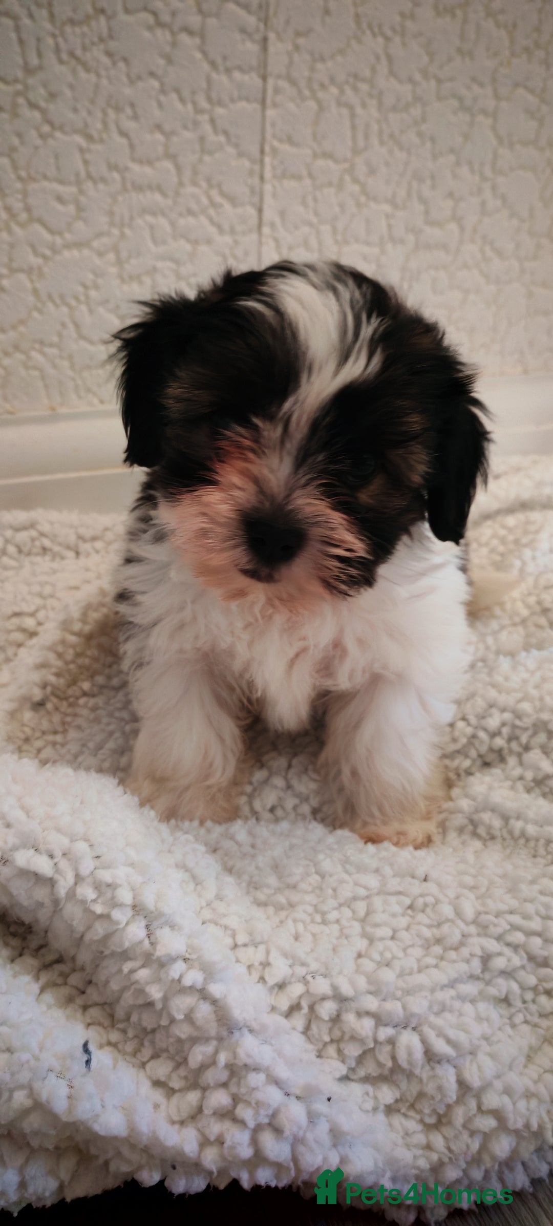 Shih Tzu dogs for sale: Beautiful full breed fluffy Shih Tzu boy  - Advert 5