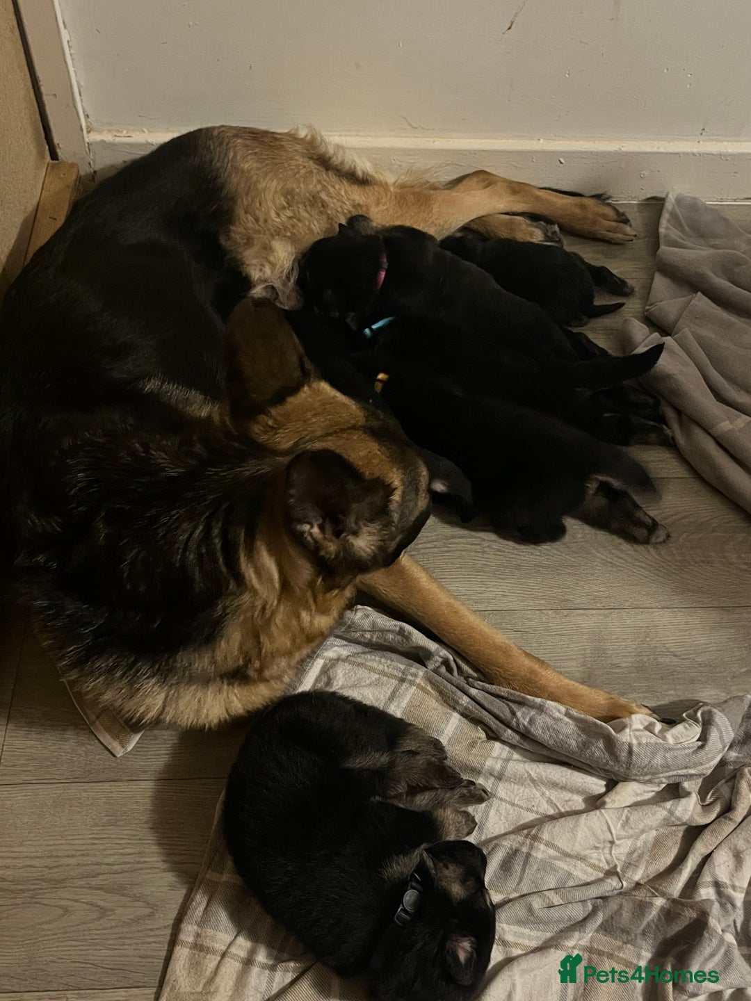 German Shepherd dogs for sale: German Shepard puppies.  - Image 7