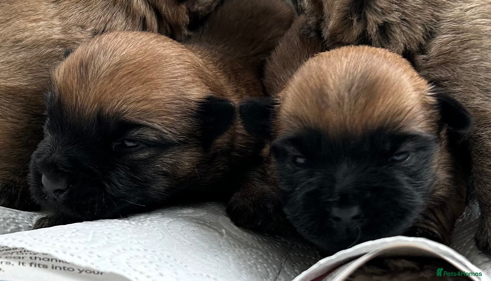 Cairn Terrier dogs Gorgeous Cairn Terrier Puppys - Advert 3