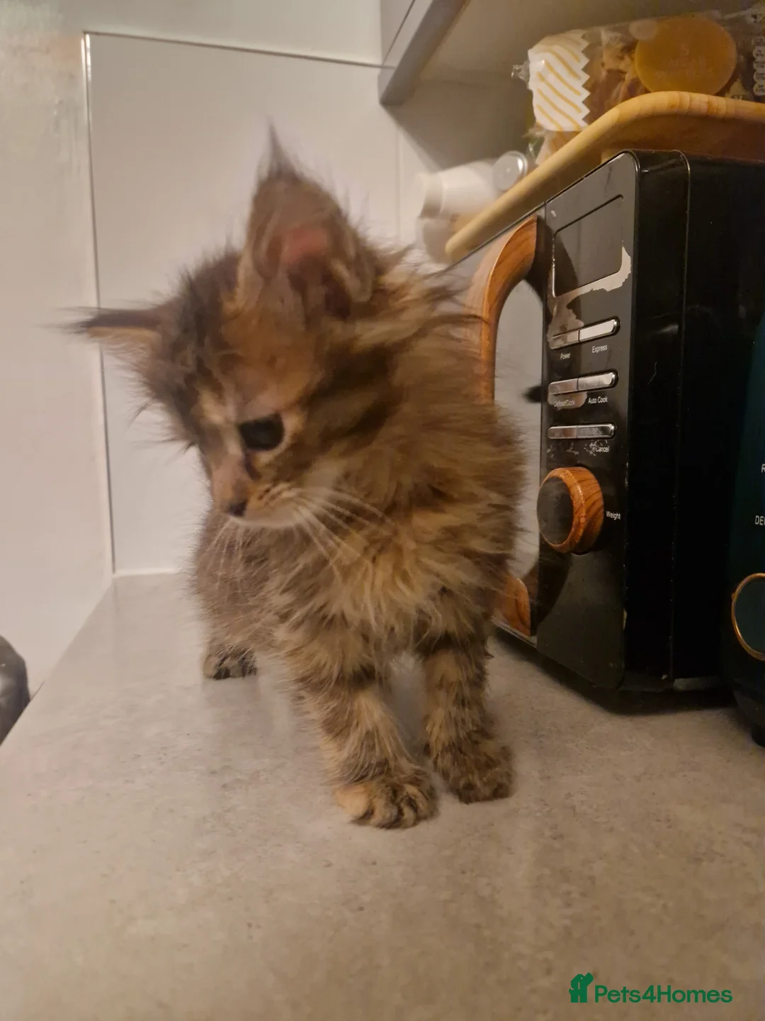 Mixed Breed cats for sale: Last female - mix Mainecoon - Advert 10
