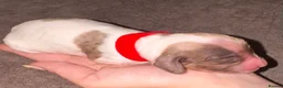 English Springer Spaniel dogs for sale: 5 springer spaniel pups  - Advert 11