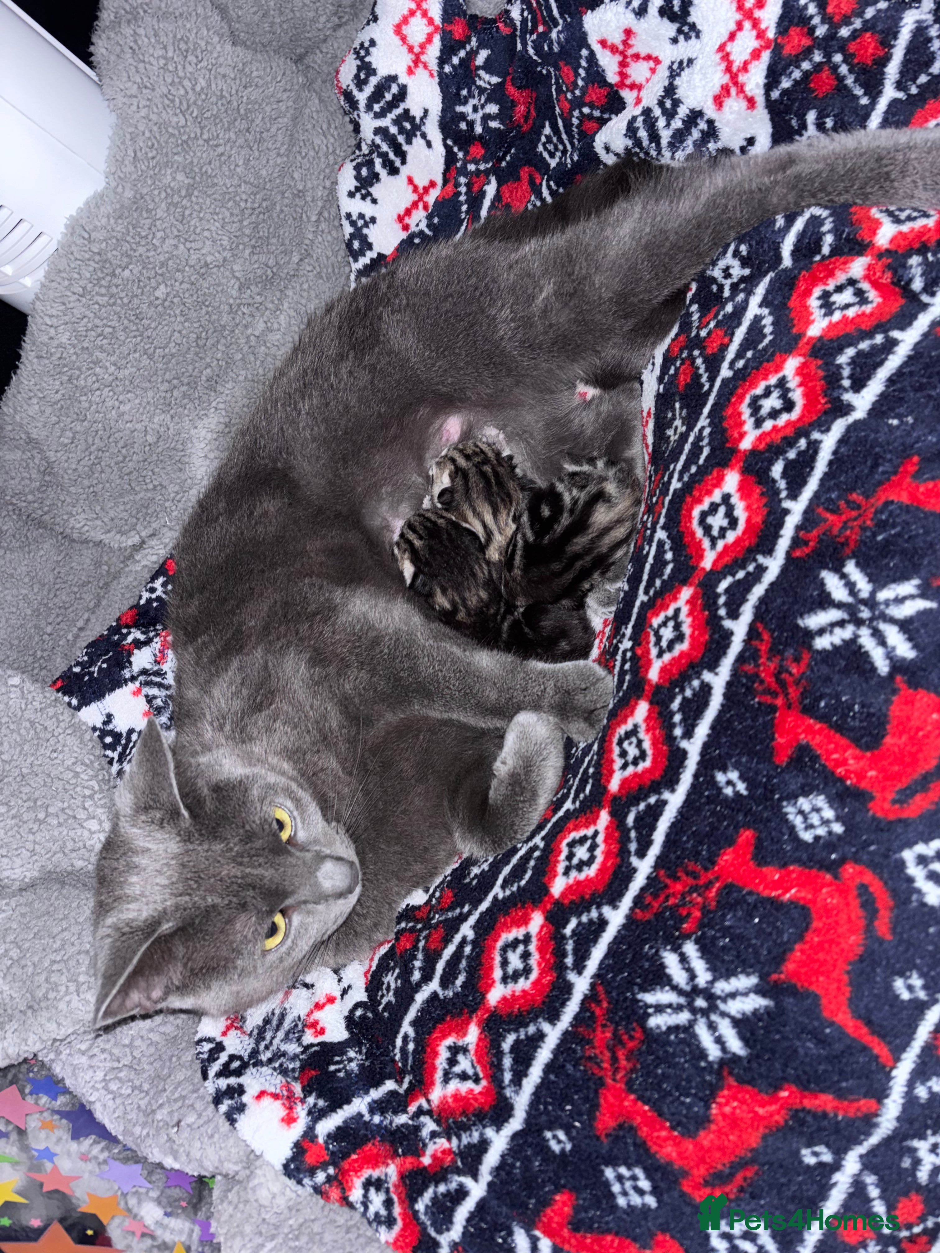 Mixed Breed cats 2 tabby/russian blue kittens - Advert 1