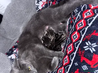 Mixed Breed cats 2 tabby/russian blue kittens - Advert 1