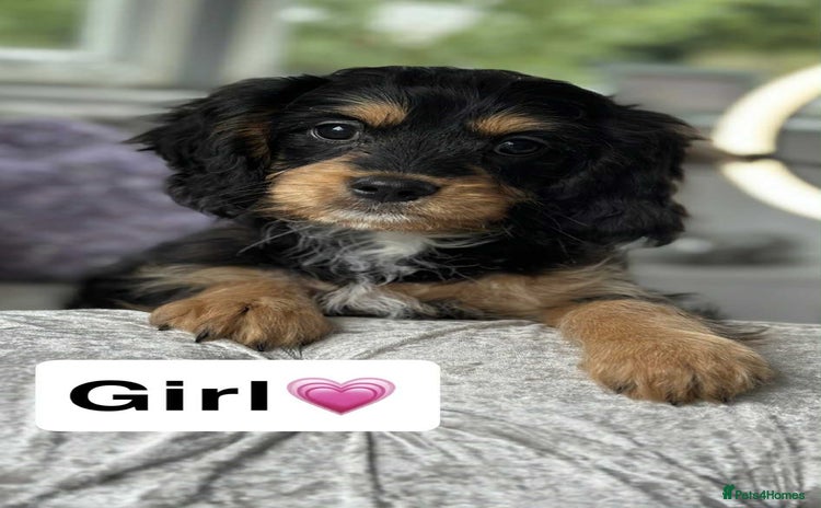 Cavapoo dogs - Advert 4