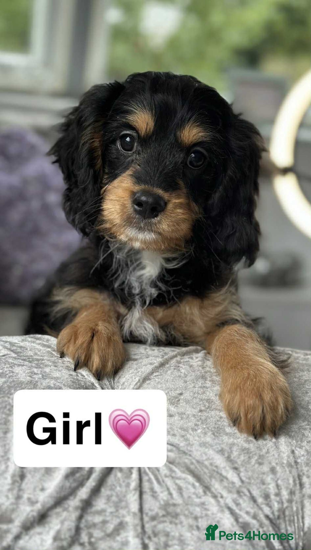 Cavapoo dogs for sale: Stunning dna clear Cavapoo’s  - Image 1