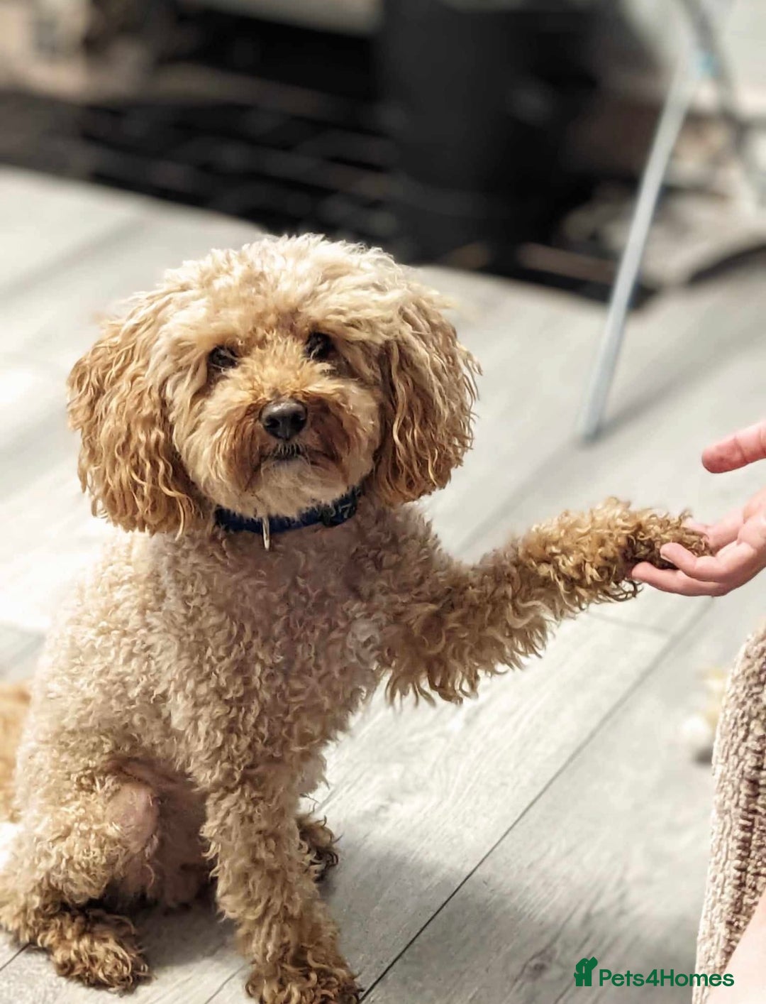 Cavapoo dogs for sale: F1 caverpoo puppies  - Image 12