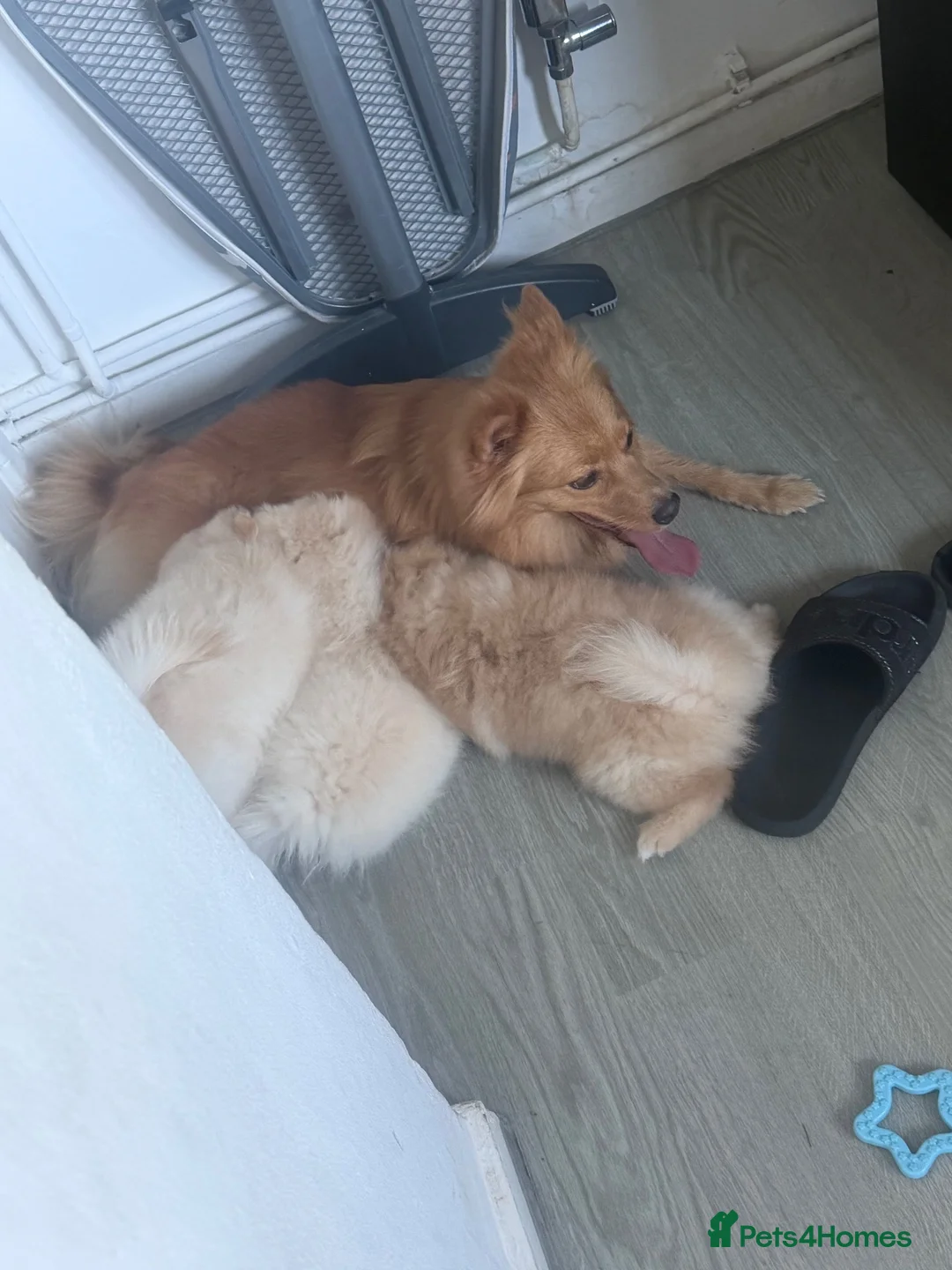Pomsky dogs for sale: King – Stunning Bronde Pomeranian Boy - Advert 1