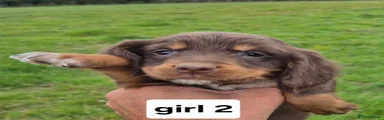 Cocker Spaniel 7