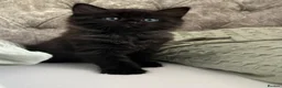 Mixed Breed cats for sale: Beautiful Ragdoll x kittens for sale  - Advert 16