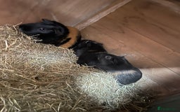 Guinea Pig rodents for sale: Male guinea pig and cage  - Image 5