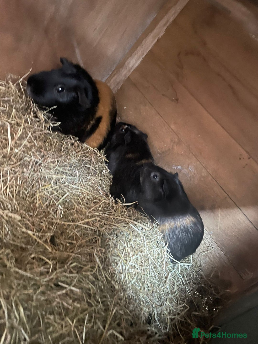 Guinea Pig rodents for sale: Male guinea pig and cage  - Image 5