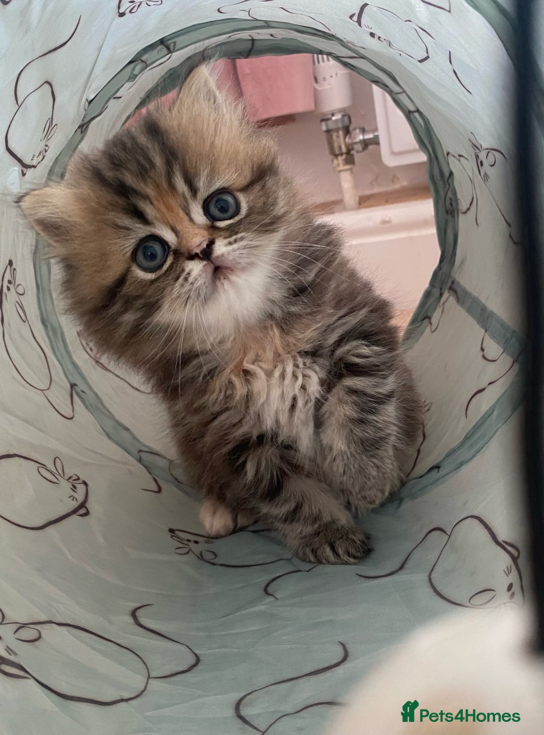 Persian cats for sale: Persian kitten still looking for her forever home  in Gateshead - Image 19