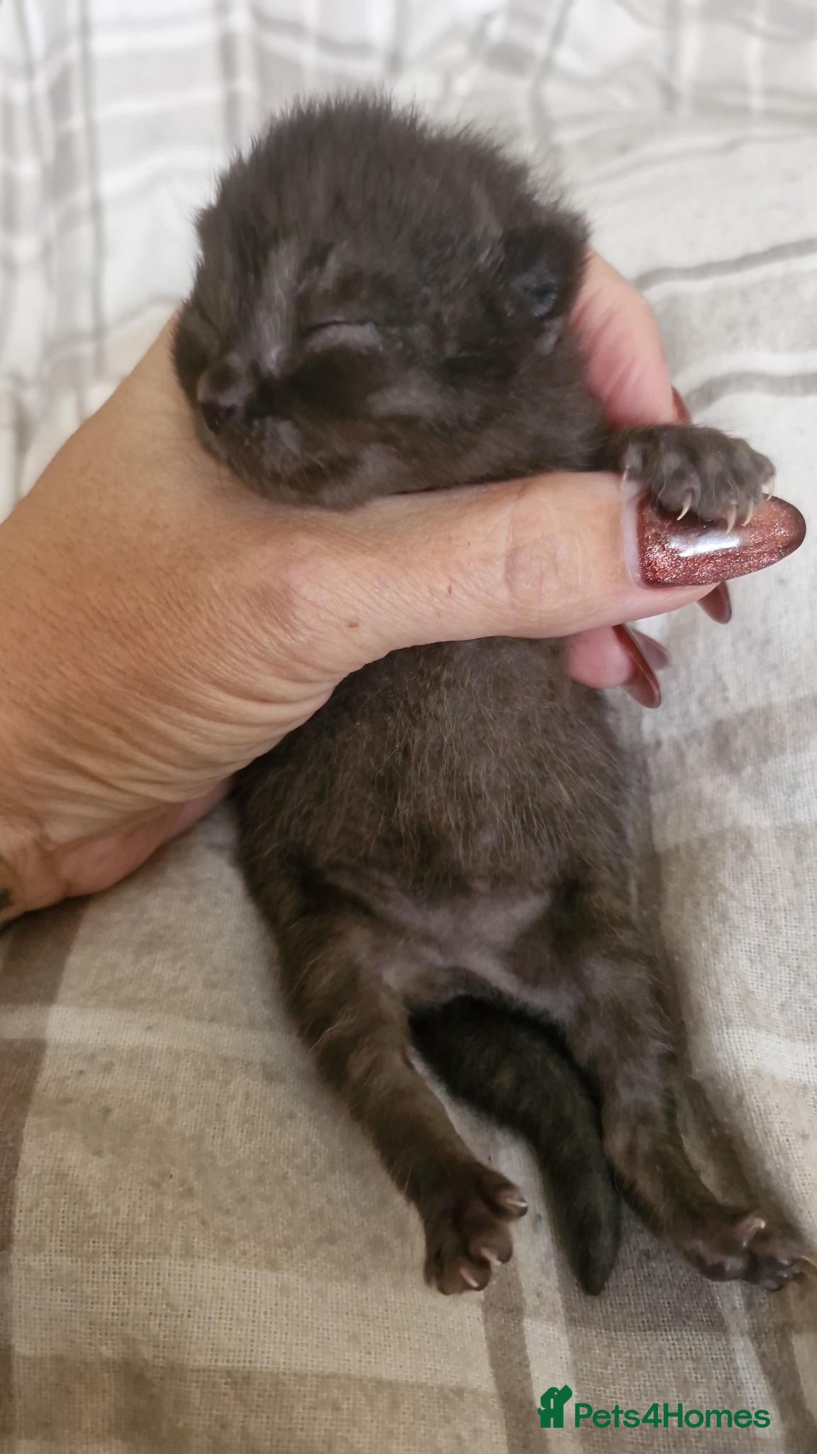 British Shorthair Kitten 3