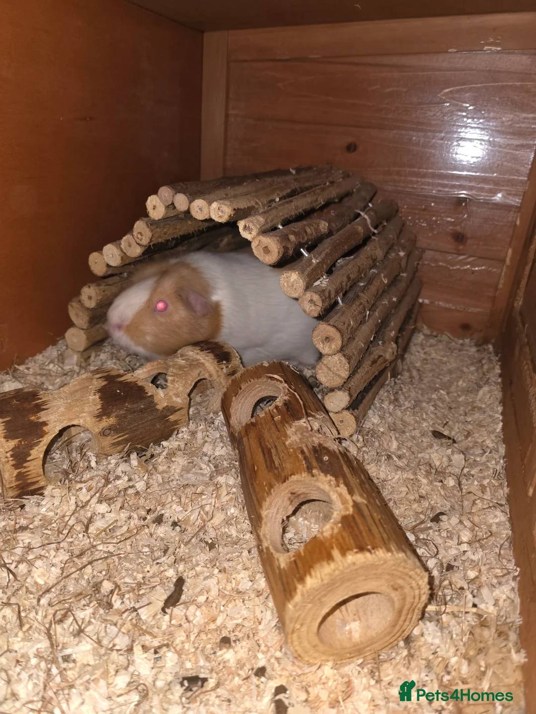 Guinea Pig rodents for sale: 2 males 2 females  - Advert 9