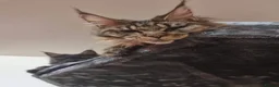 Maine Coon cats for sale: Majestic Maine Coon  - Advert 9