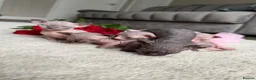 Sphynx cats for sale: Canadian Elf Sphynx  - Advert 12