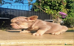 French Bulldog dogs for sale: Beautiful French bulldogs - Image 4