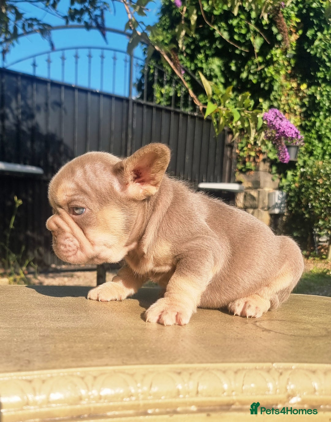 French Bulldog dogs for sale: Beautiful French bulldogs - Image 4