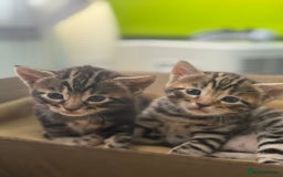Bengal cats for sale: Mix bengal kittens  - Image 4