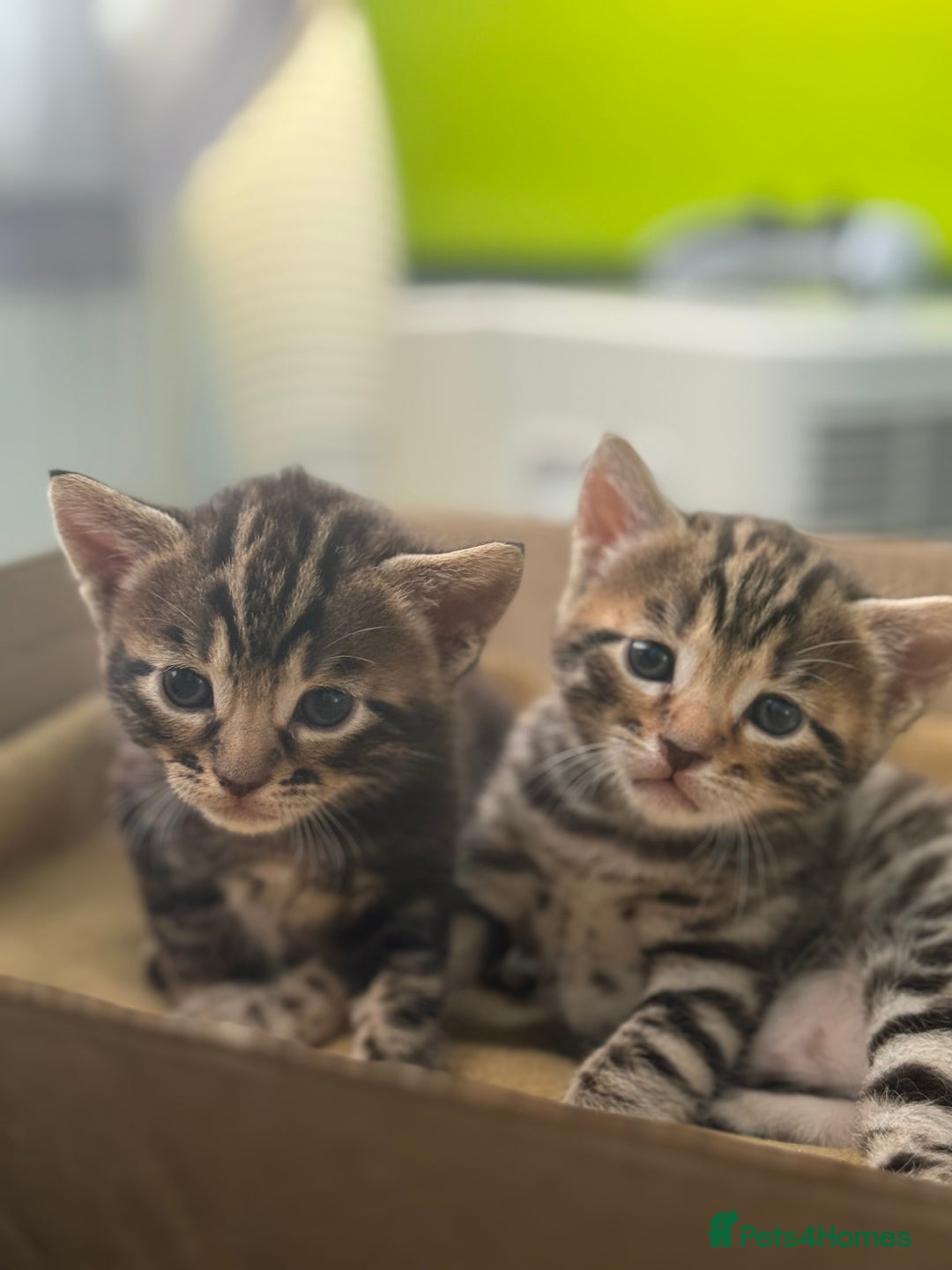 Bengal cats for sale: Mix bengal kittens  - Image 4