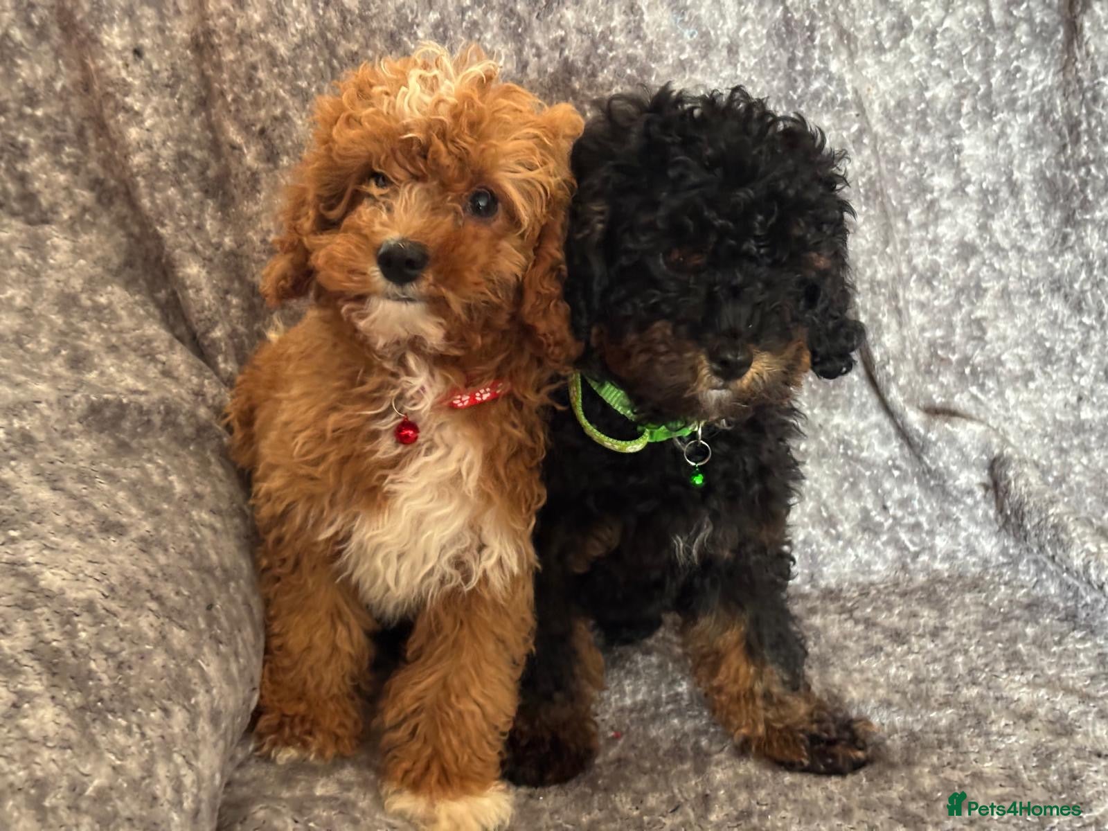 Cavapoo dogs  Toy Cavapoo health tested f1b ready to go  - Advert 17