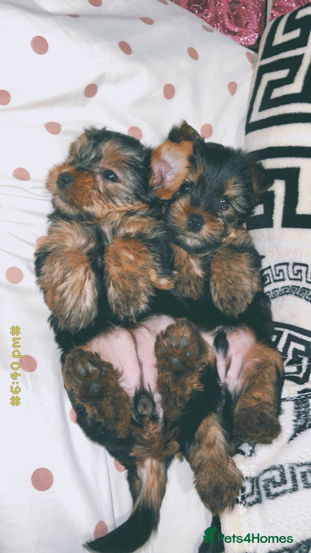 Yorkshire Terrier dogs for sale: Yorkshire terrier puppies  - Advert 3