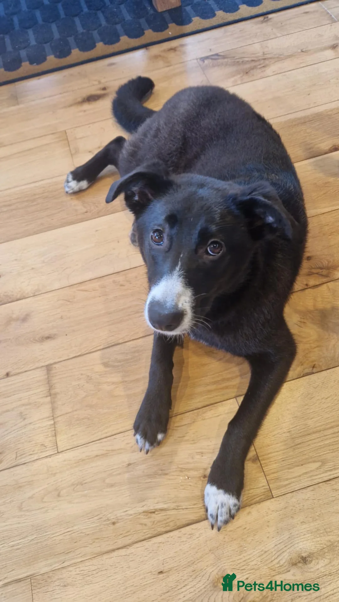 Mixed Breed dogs for adoption: FLEUR-happy&playful girl/ loves dogs/ affectionate - Advert 2