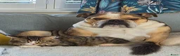 Maine Coon cats for sale: Gorgeous neutered 6 month old maine coon - Advert 4