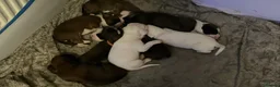 Boxer dogs for sale: Beautiful boxer puppys in Rotherham - Advert 18