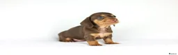 Miniature Dachshund dogs for sale: Miniature dachshund beautiful litter - Advert 4