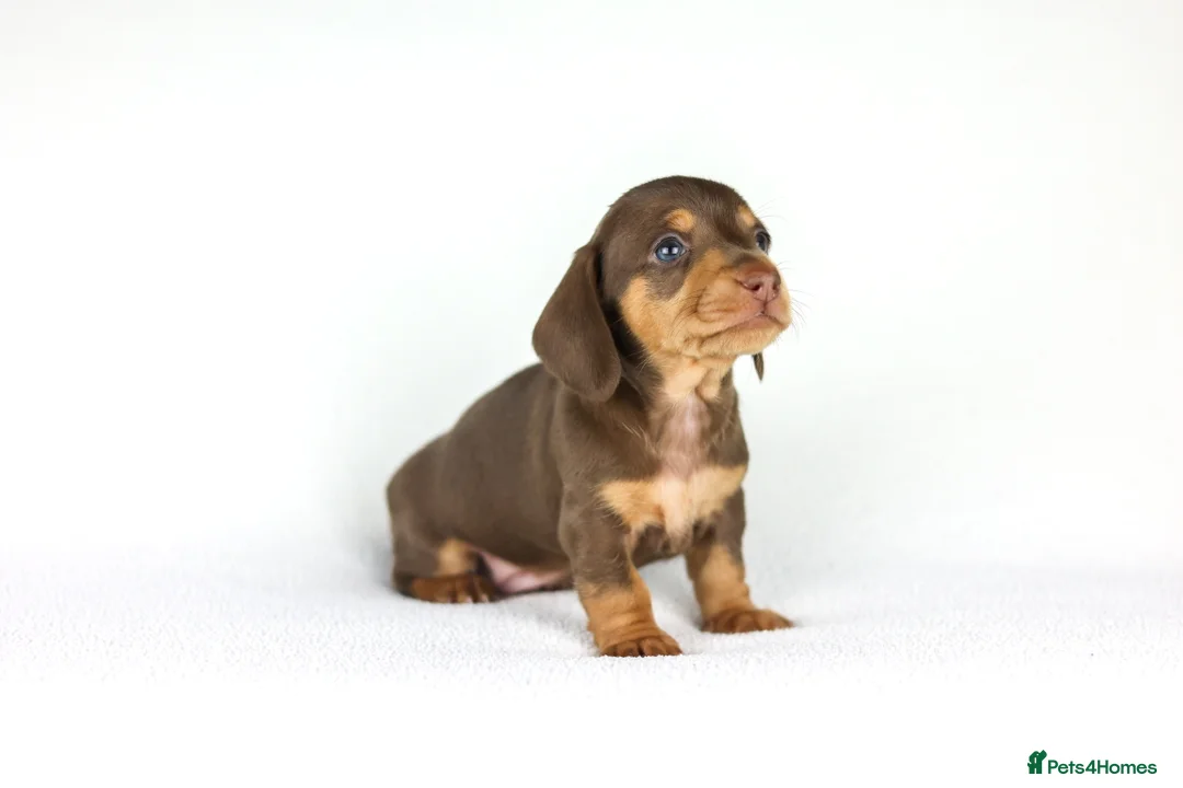 Miniature Dachshund dogs for sale: Miniature dachshund beautiful litter - Advert 4
