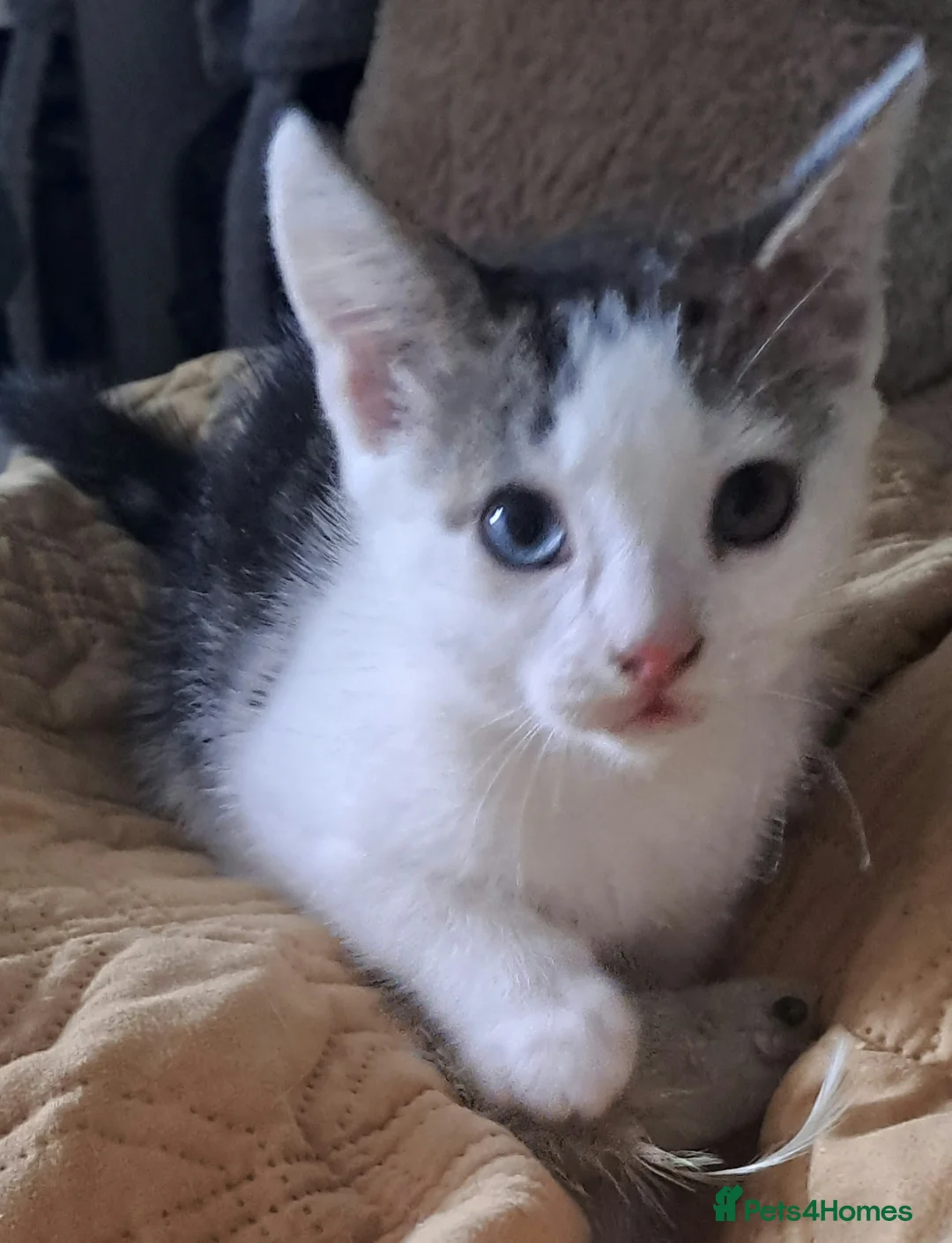 Mixed Breed cats for sale: Due to time wasters  - Advert 5