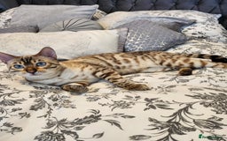 Bengal cats for stud: Proven Snow Bengal for studd in Southampton - Image 18