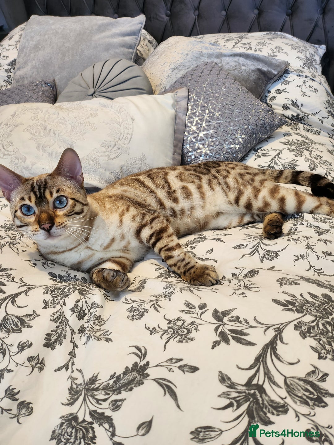 Bengal cats for stud: Proven Snow Bengal for studd in Southampton - Image 18