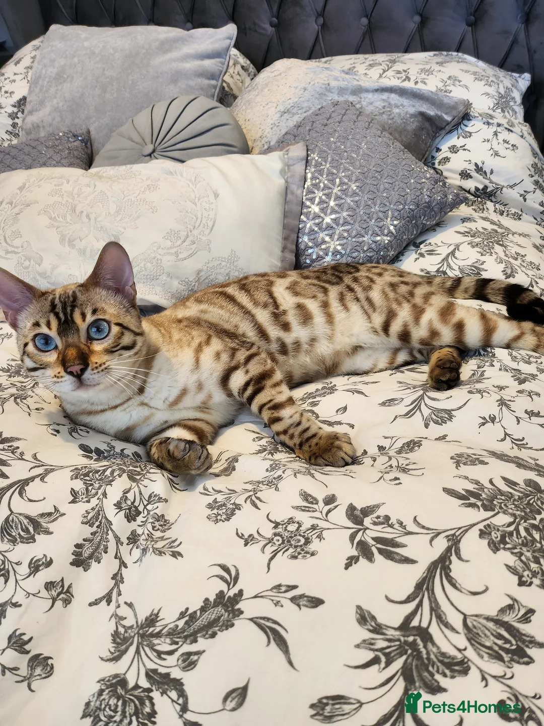 Bengal cats for stud: Proven Snow Bengal for studd in Southampton - Advert 19