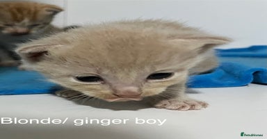 Mixed Breed cats - Advert 3