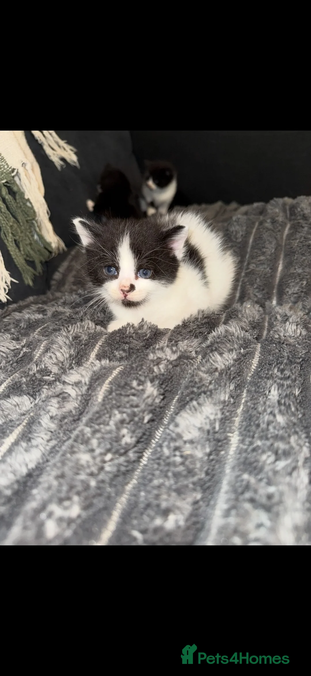 Mixed Breed cats for sale: Two fluffy kittens available now!  - Advert 5