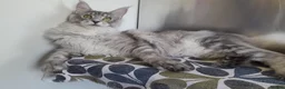 Maine Coon cats for sale: black smoke/silver polydactyl boy&girlTICAmaineco  - Advert 8