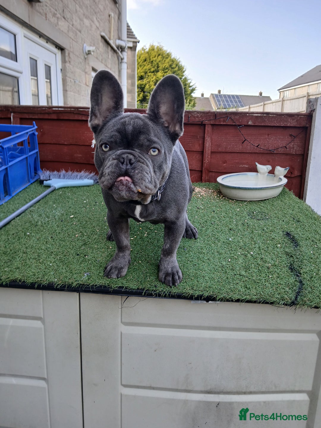 French Bulldog dogs for stud: French bulldog for stud - Advert 10