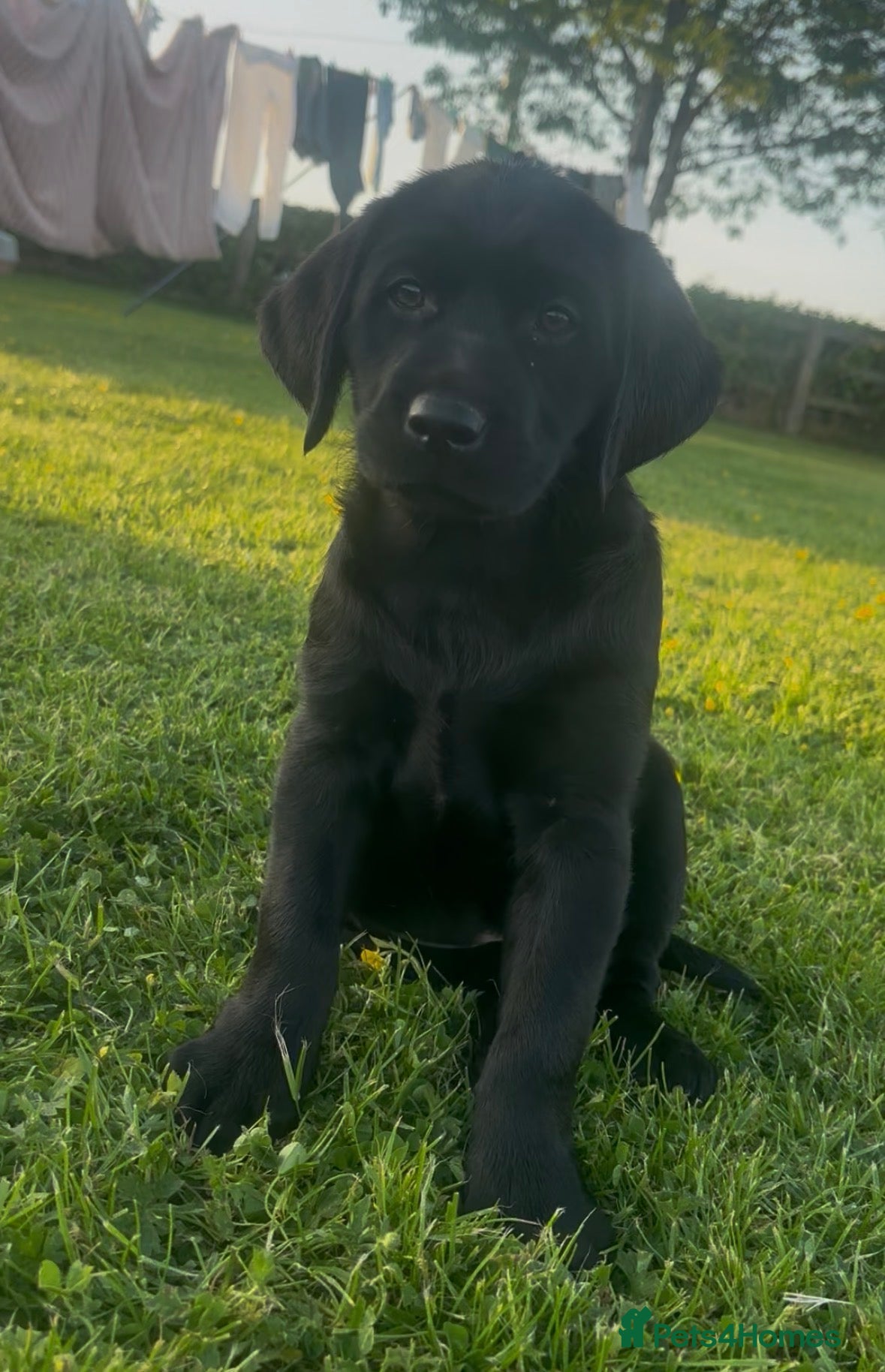 Labrador Retriever dogs Stunning black Labrador pups for sale  - Advert 1