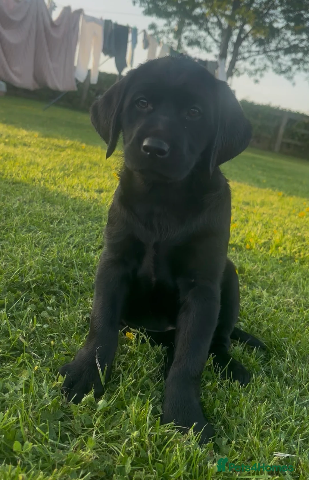 Labrador Retriever dogs for sale: Stunning black Labrador pups for sale  - Advert 1
