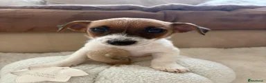 Jack Russell 5