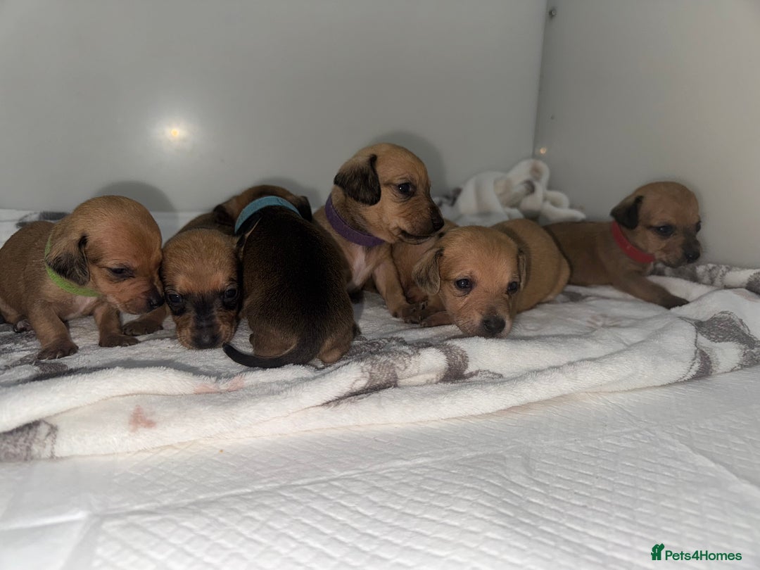 Mixed Breed dogs for sale: Dachshund x Maltese puppies  - Advert 6