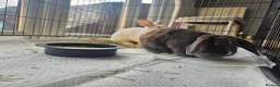 Mixed Breed rabbits for sale: 2 female rabbits for sale in Goole - Advert 5