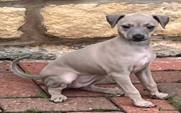 Italian Greyhound dogs for sale: Beautiful Italian Greyhound girls - Image 2