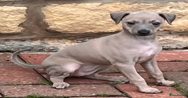 Italian Greyhound dogs Beautiful Italian Greyhound girls - Advert 15