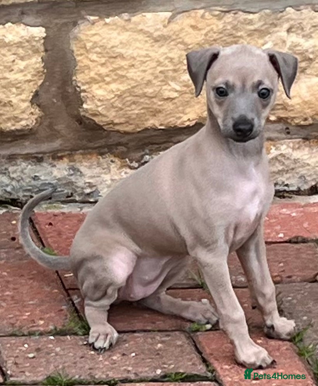 Italian Greyhound dogs for sale: Beautiful Italian Greyhound girls - Image 2