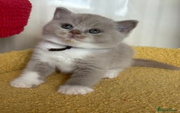 British Shorthair cats for sale: Tica registered lilac bi kittens available  - Image 6