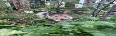 Fox Terrier 4