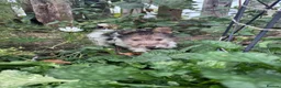 Fox Terrier dogs for sale: 5 X Beautiful Wire Fox Terrier Puppies - Advert 2